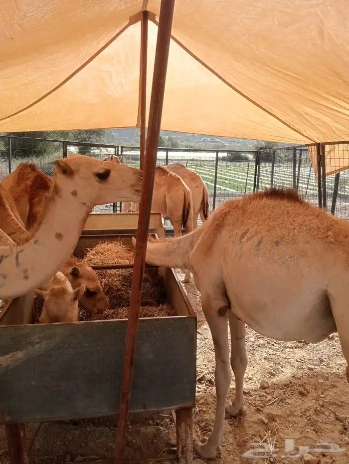 موقعنا مكة الرياض الباحة تبوك الخرج 1
