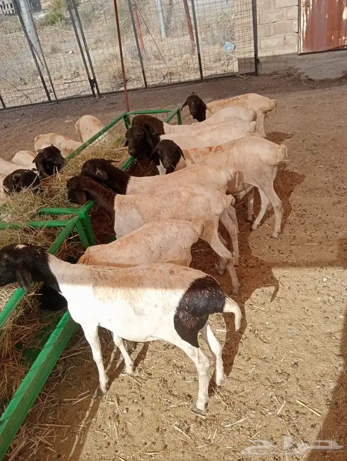 موقعنا مكة الرياض الباحة تبوك الخرج 34