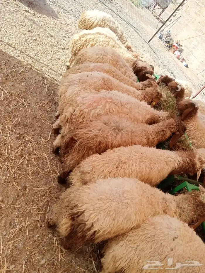 موقعنا مكة الرياض الباحة تبوك الخرج 25