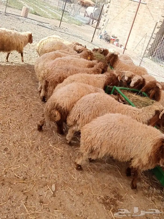 موقعنا مكة الرياض الباحة تبوك الخرج 28
