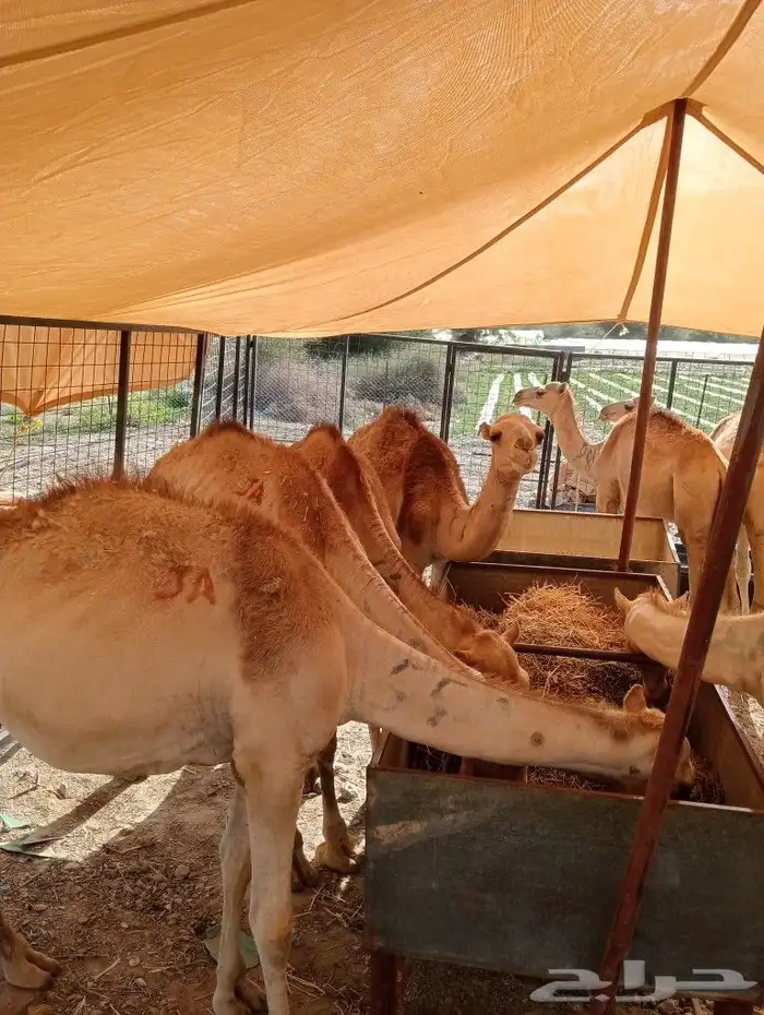 موقعنا مكة الرياض الباحة تبوك الخرج 2