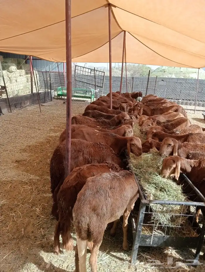 موقعنا مكة الرياض الباحة تبوك الخرج 17