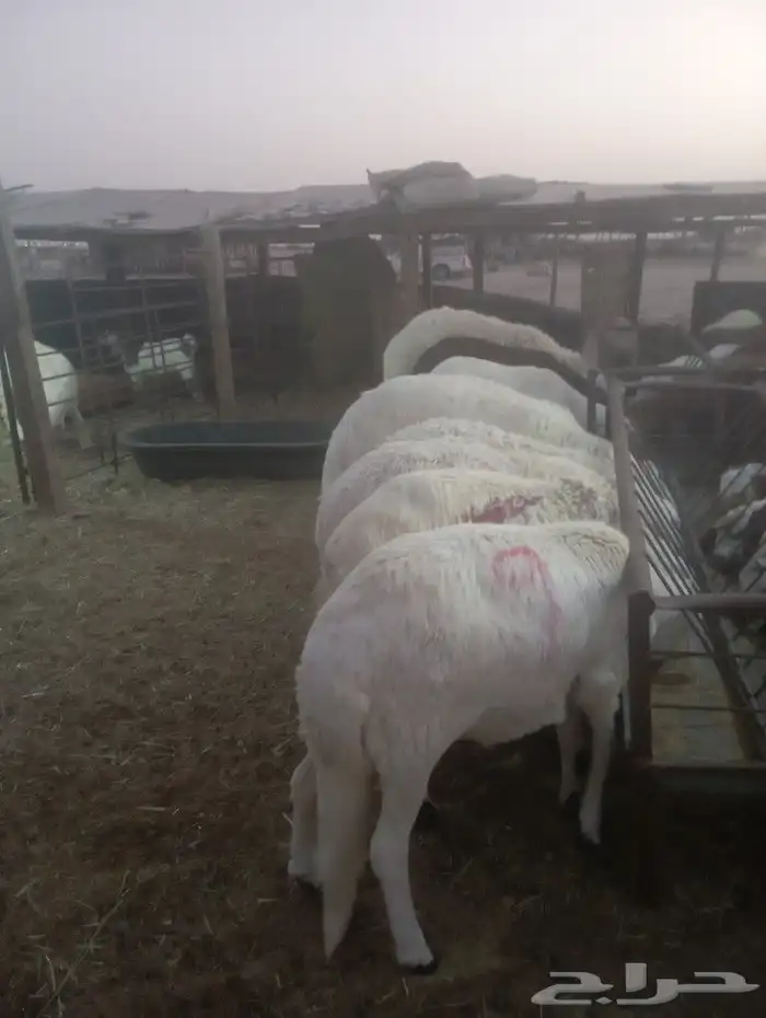 أضاحي العيد 1