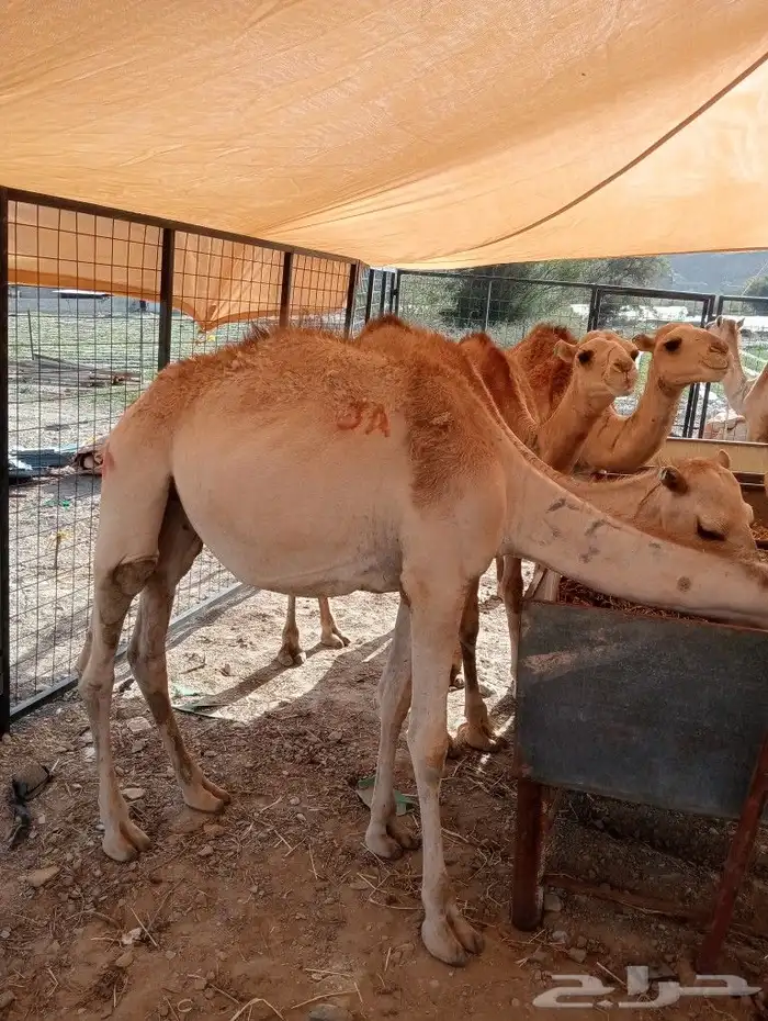 موقعنا مكة الرياض الباحة تبوك الخرج 5