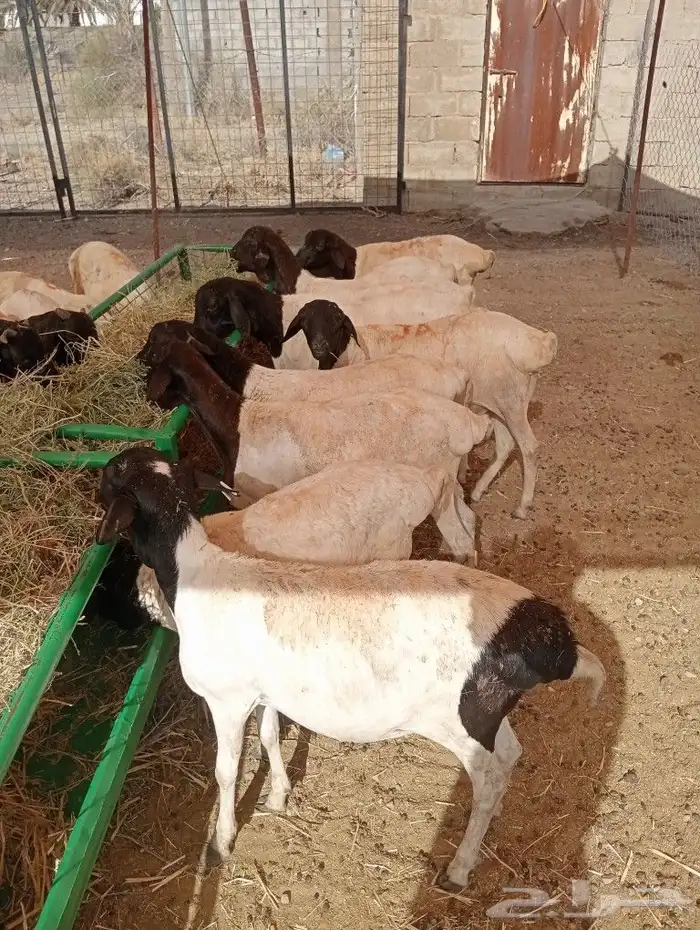 موقعنا مكة الرياض الباحة تبوك الخرج 35
