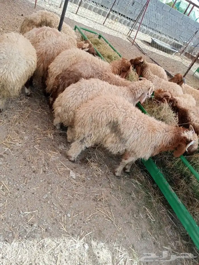 موقعنا مكة الرياض الباحة تبوك الخرج 21