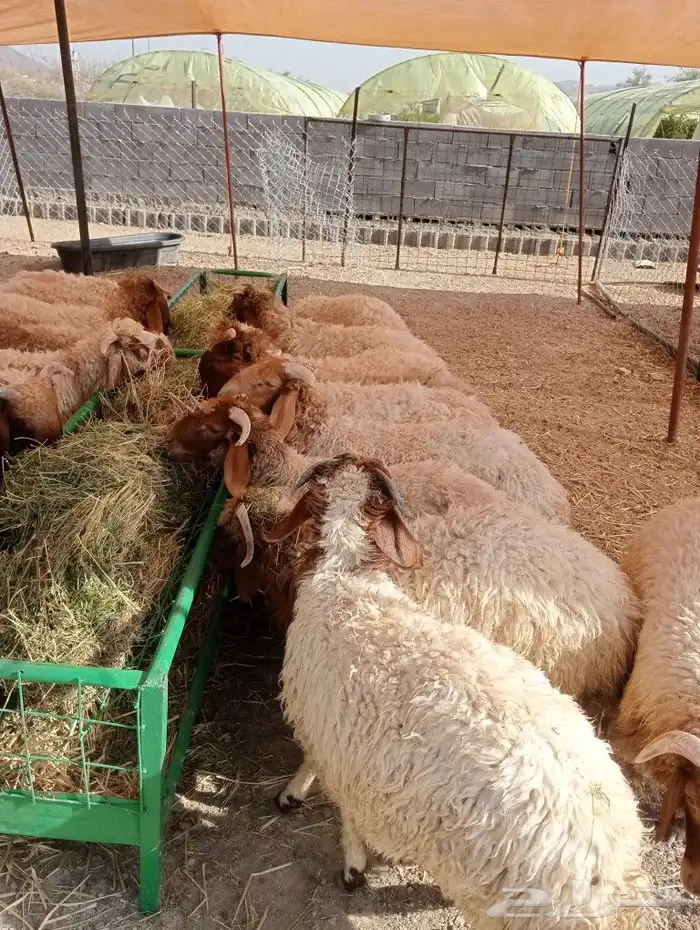 موقعنا مكة الرياض الباحة تبوك الخرج 24