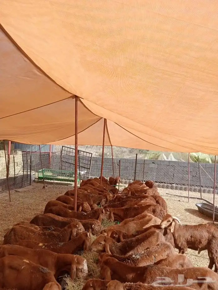 موقعنا مكة الرياض الباحة تبوك الخرج 13