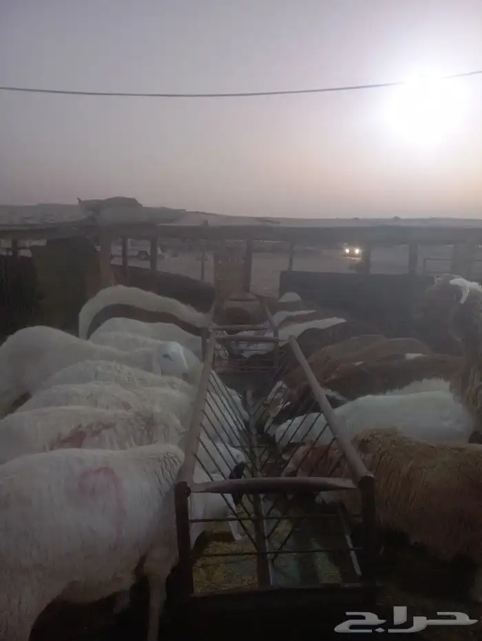 أضاحي العيد 0