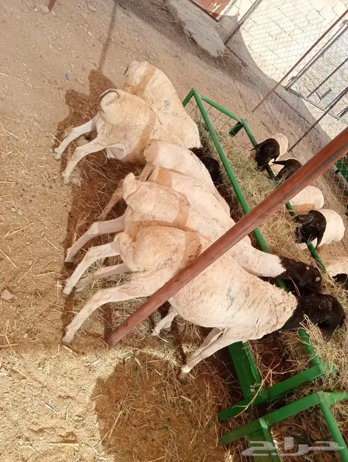موقعنا مكة الرياض الباحة تبوك الخرج 30