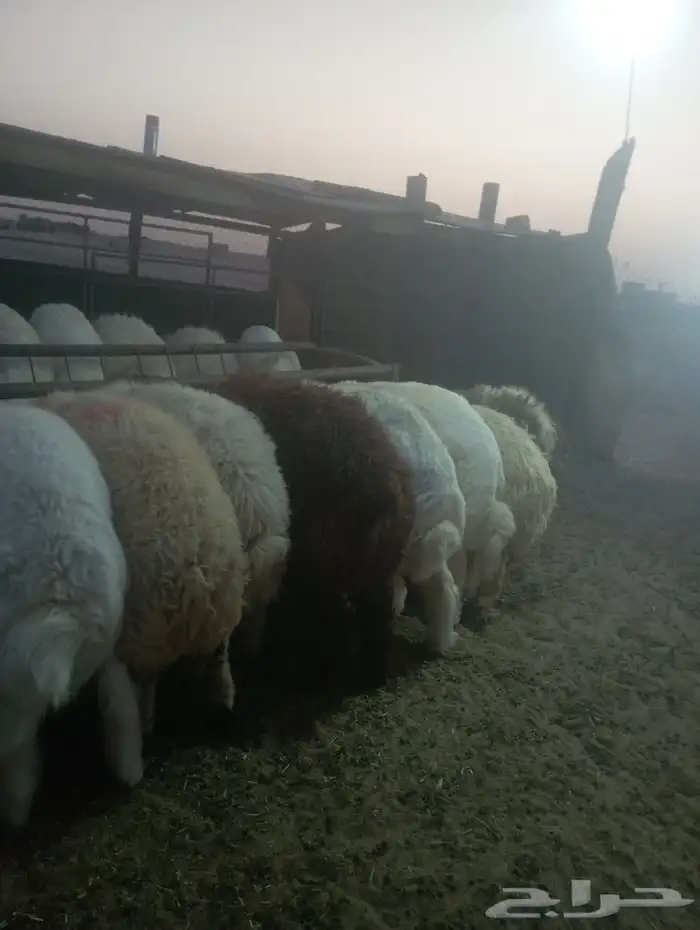 أضاحي العيد 2