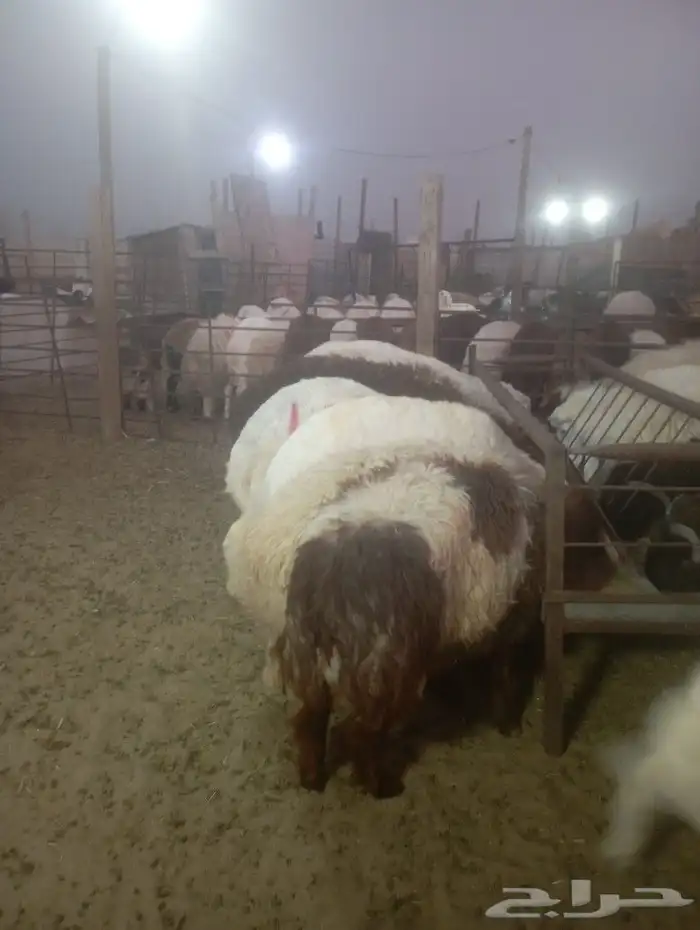 أضاحي العيد 4