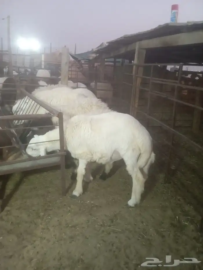 أضاحي العيد 3