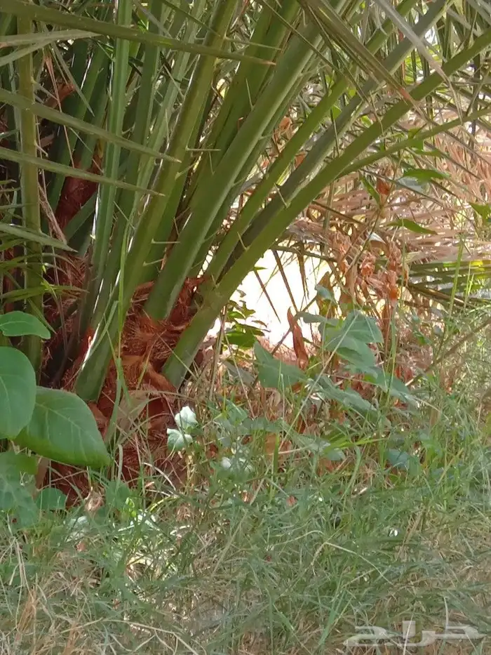 فروخ وفسايل نخل صقعي ومجدوله وهلالي واخلاص 3