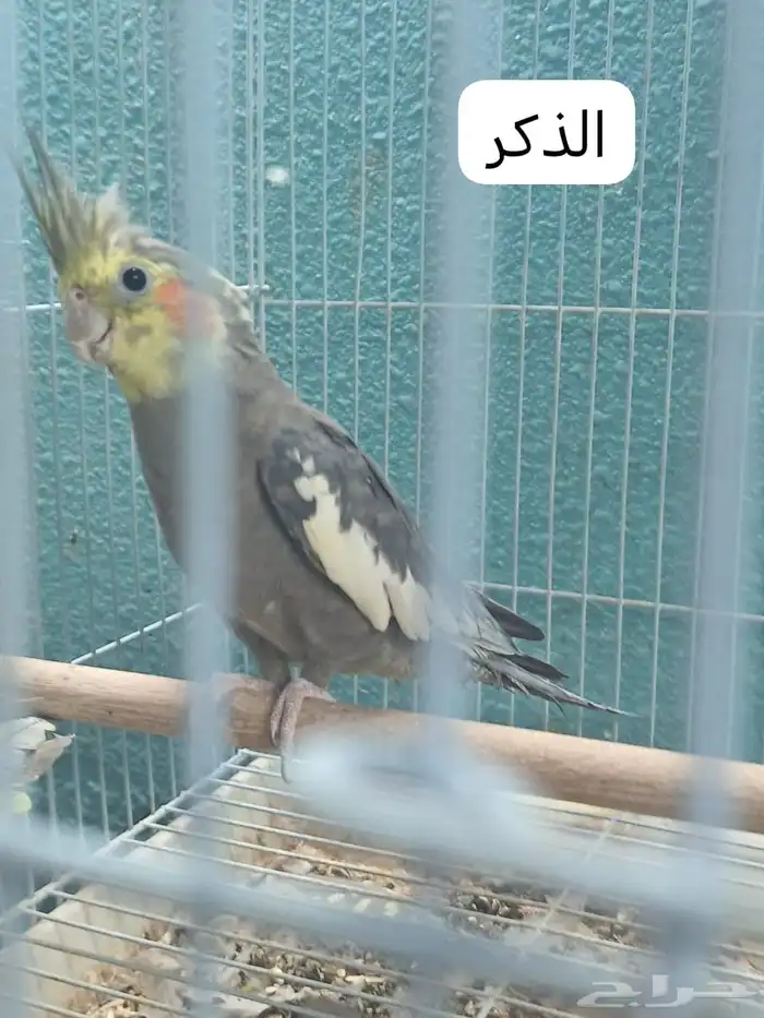 جوز كروان 2