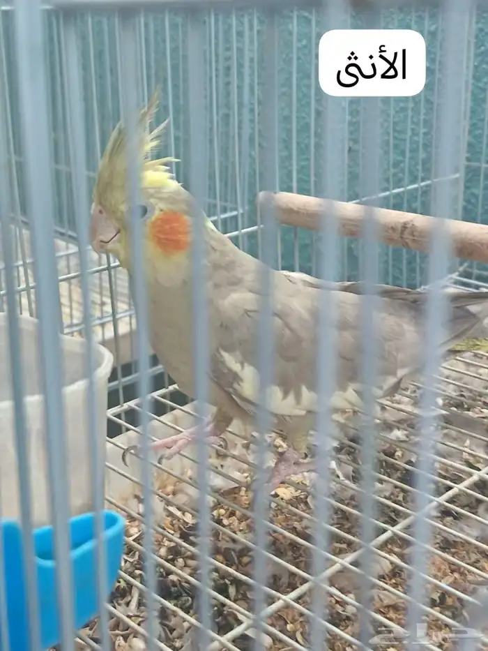 جوز كروان 1