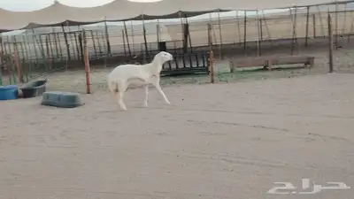رخله حريه دفاع طيبة للبيع 6