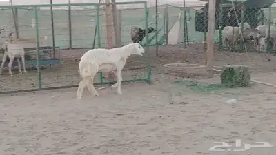 رخله حريه دفاع طيبة للبيع 1