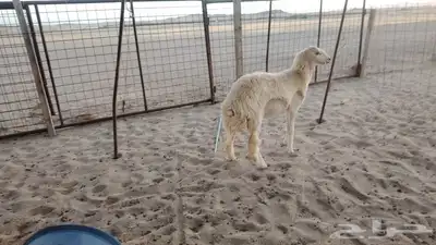 رخله حريه دفاع طيبة للبيع 4
