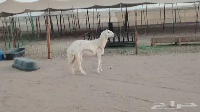 رخله حريه دفاع طيبة للبيع 3