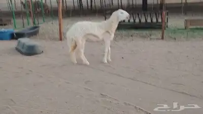 رخله حريه دفاع طيبة للبيع 0