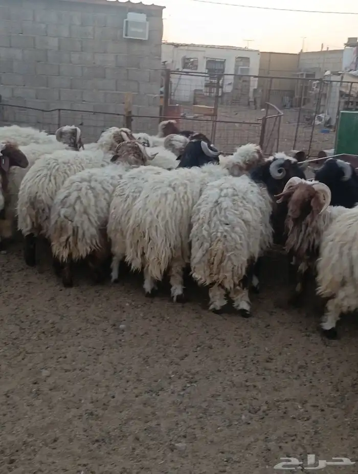 ضحايا نعيم خرفان طيبات بالحيل سمان فل شحم 1