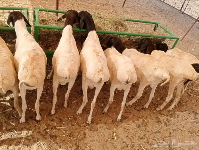 موقعنا مكة الرياض الباحة تبوك الخرج 9