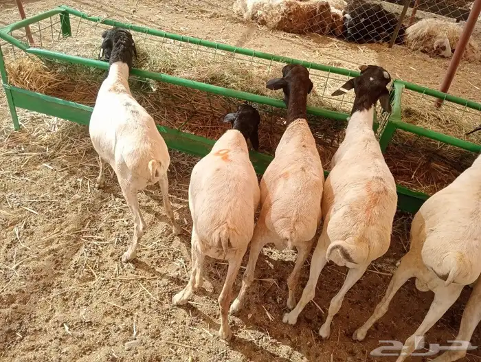 موقعنا مكة الرياض الباحة تبوك الخرج 6