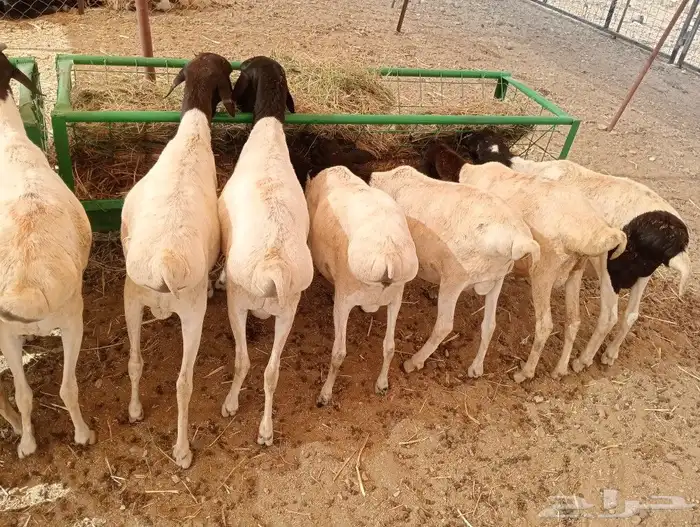موقعنا مكة الرياض الباحة تبوك الخرج 7