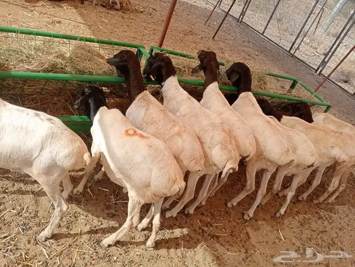 موقعنا مكة الرياض الباحة تبوك الخرج 8