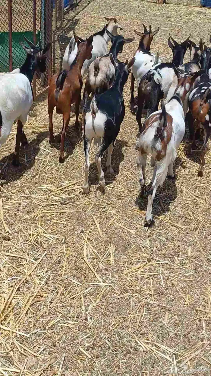 تيوس ثنيان تضحي من 800 0