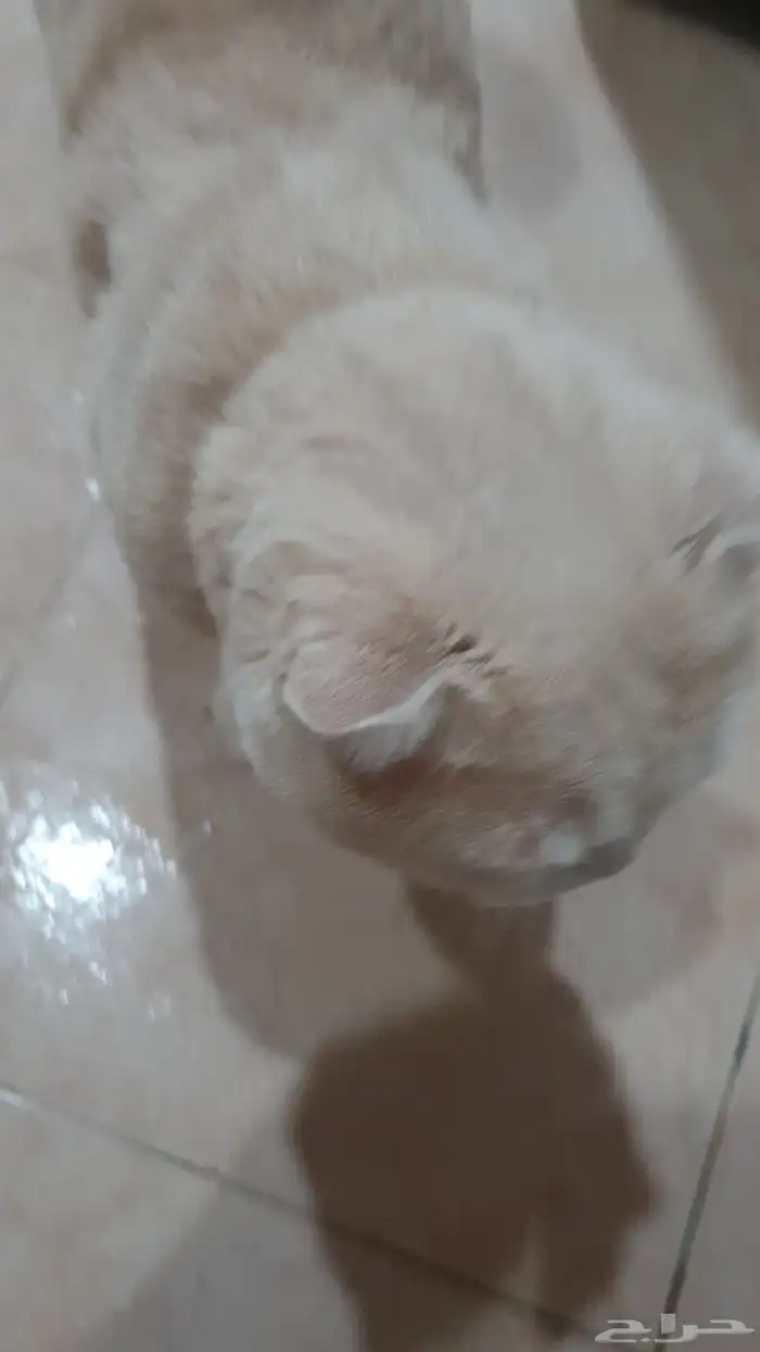 قطط للتبني عدد 5 2