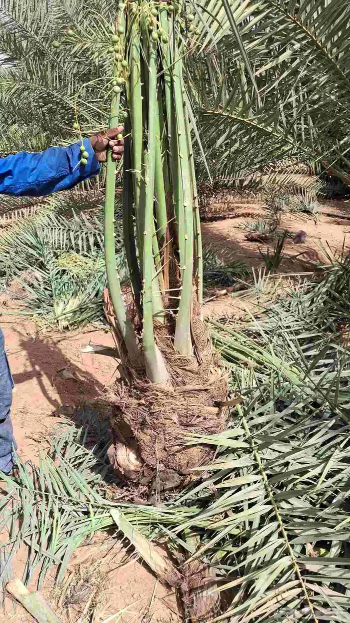 نخيل للبيع 9