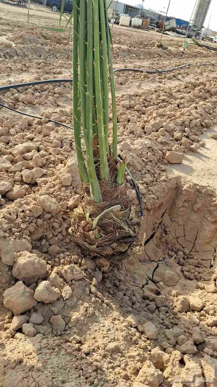 نخيل للبيع 3
