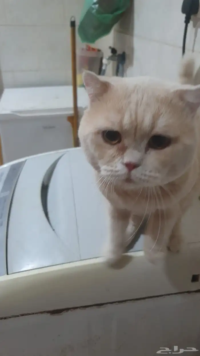 قطط للتبني عدد 5 1