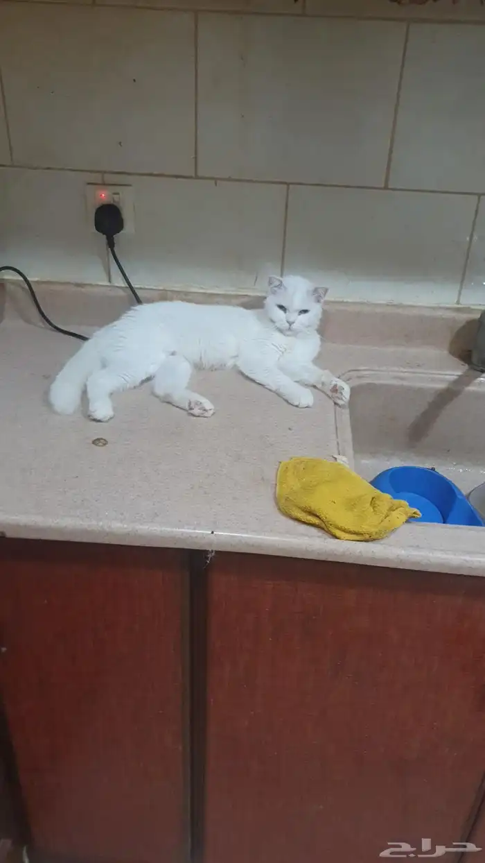 قطط للتبني عدد 5 3