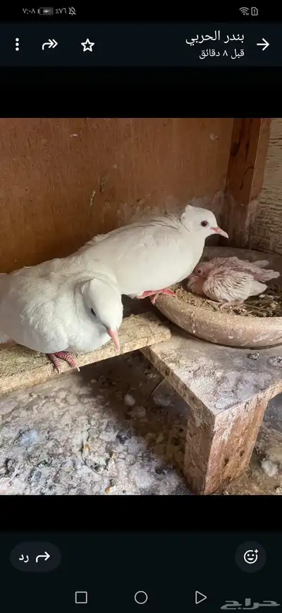 جوز قماري أبيض معه فرخ تم اللبيع تم اللبيع تم اللبيع 0