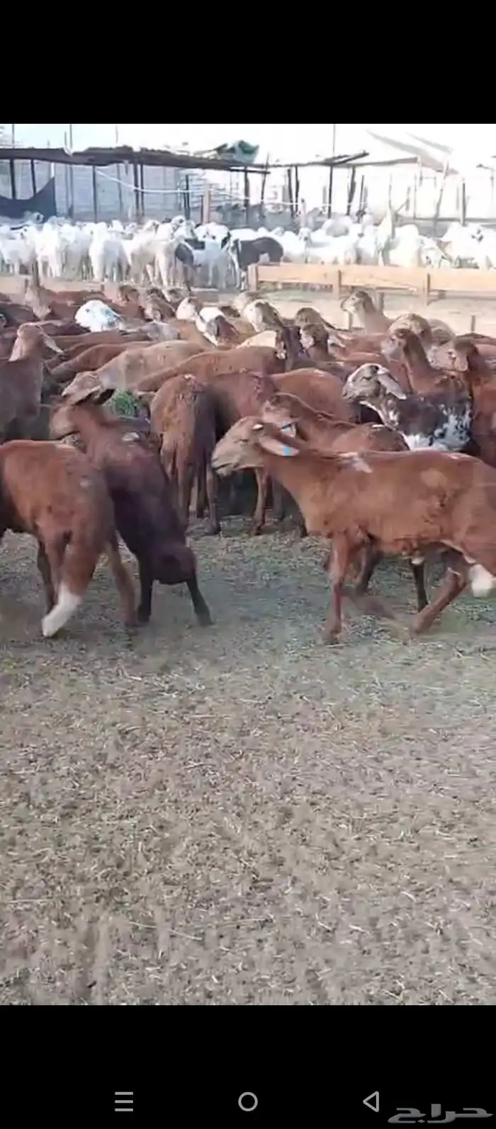 طليان حمري 0