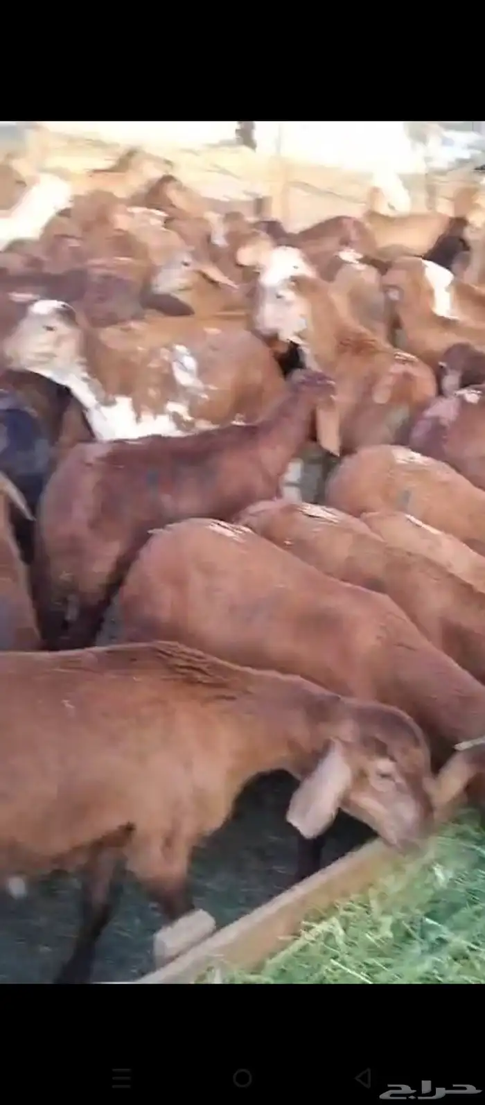 طليان حمري 3