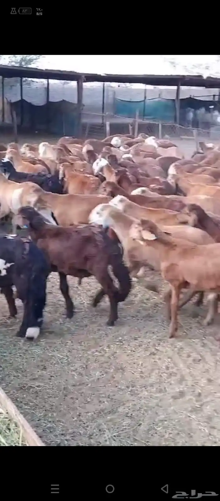 طليان حمري 2