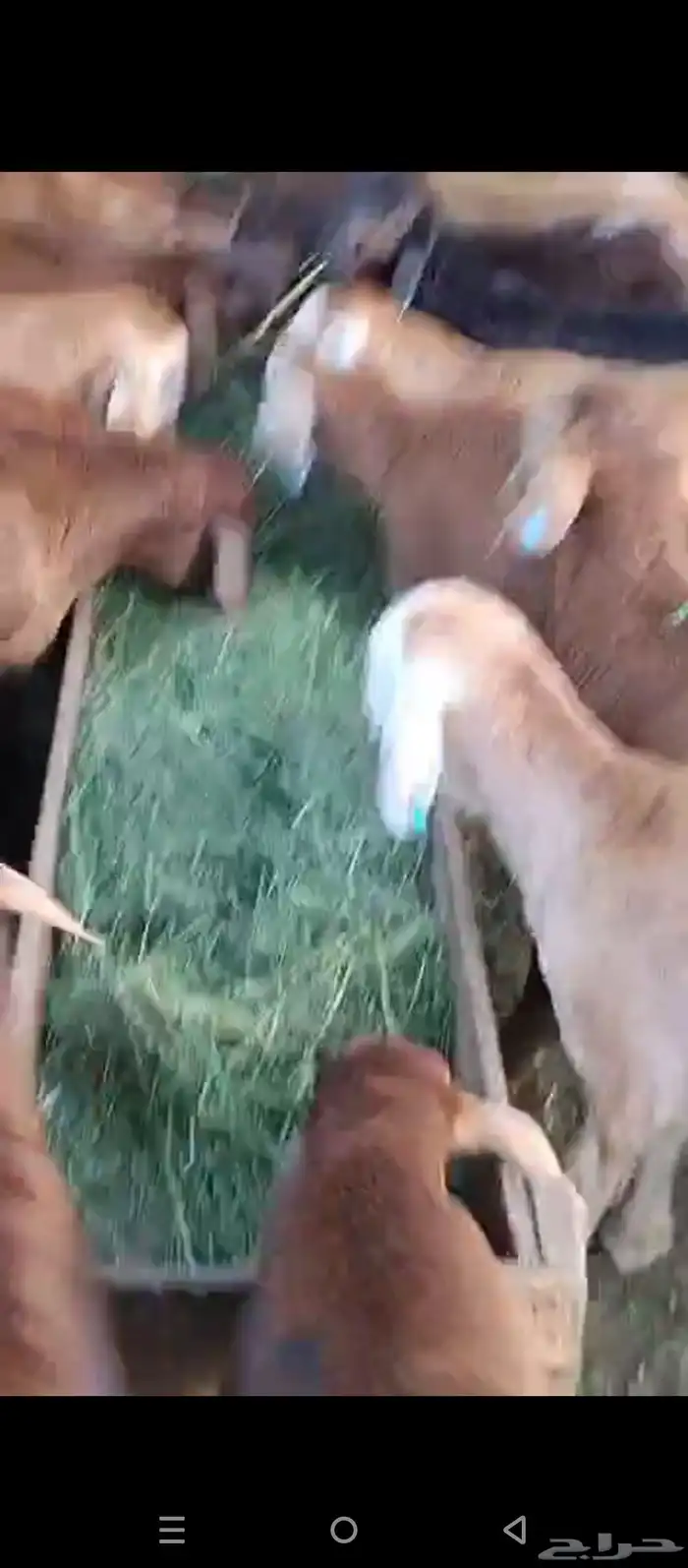 طليان حمري 6