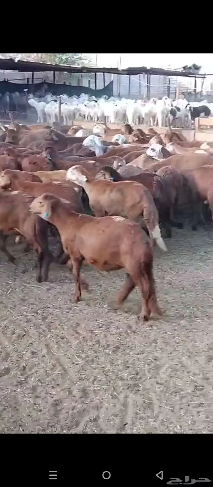 طليان حمري 1