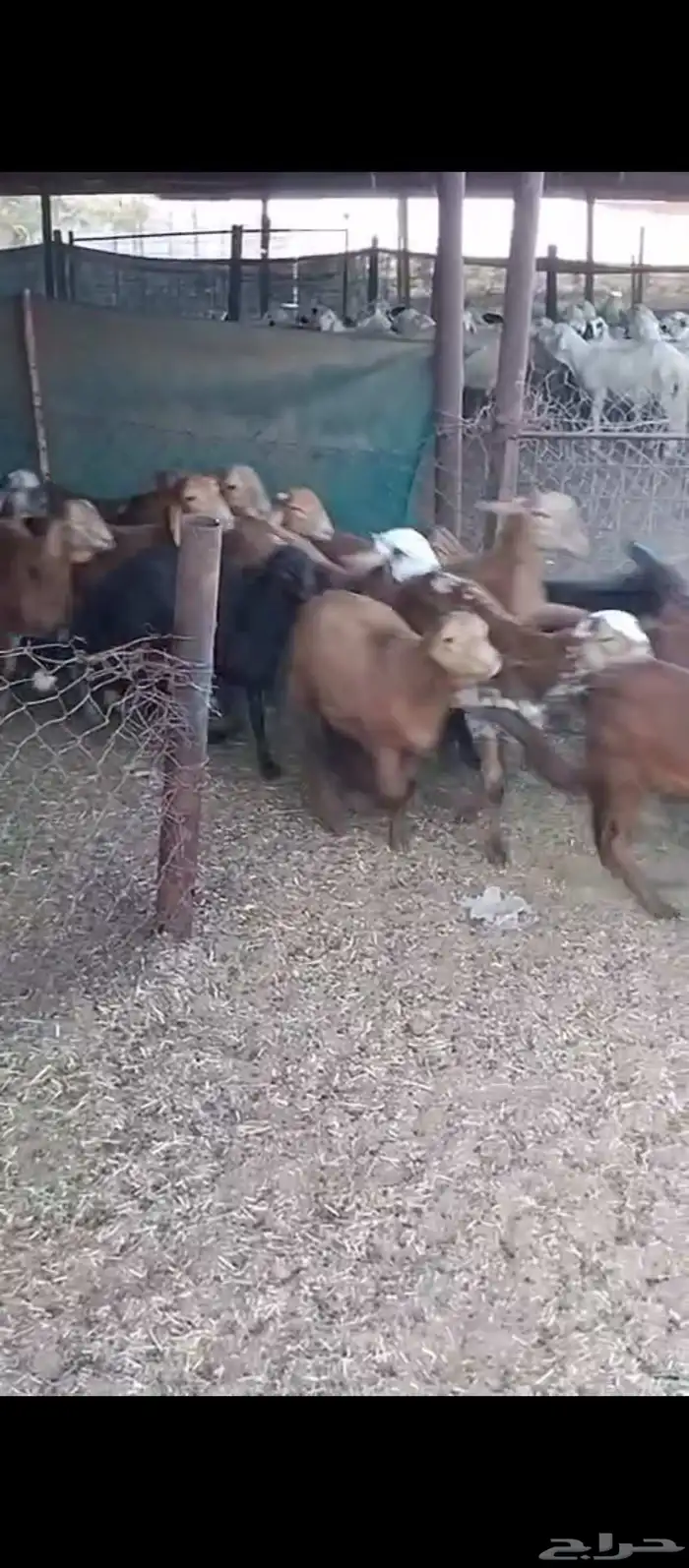 طليان حمري 5