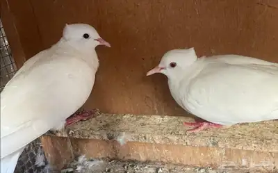 جوز قماري أبيض معه فرخ تم اللبيع تم اللبيع تم اللبيع 6