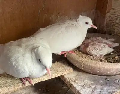 جوز قماري أبيض معه فرخ تم اللبيع تم اللبيع تم اللبيع 1
