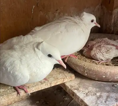 جوز قماري أبيض معه فرخ تم اللبيع تم اللبيع تم اللبيع 4