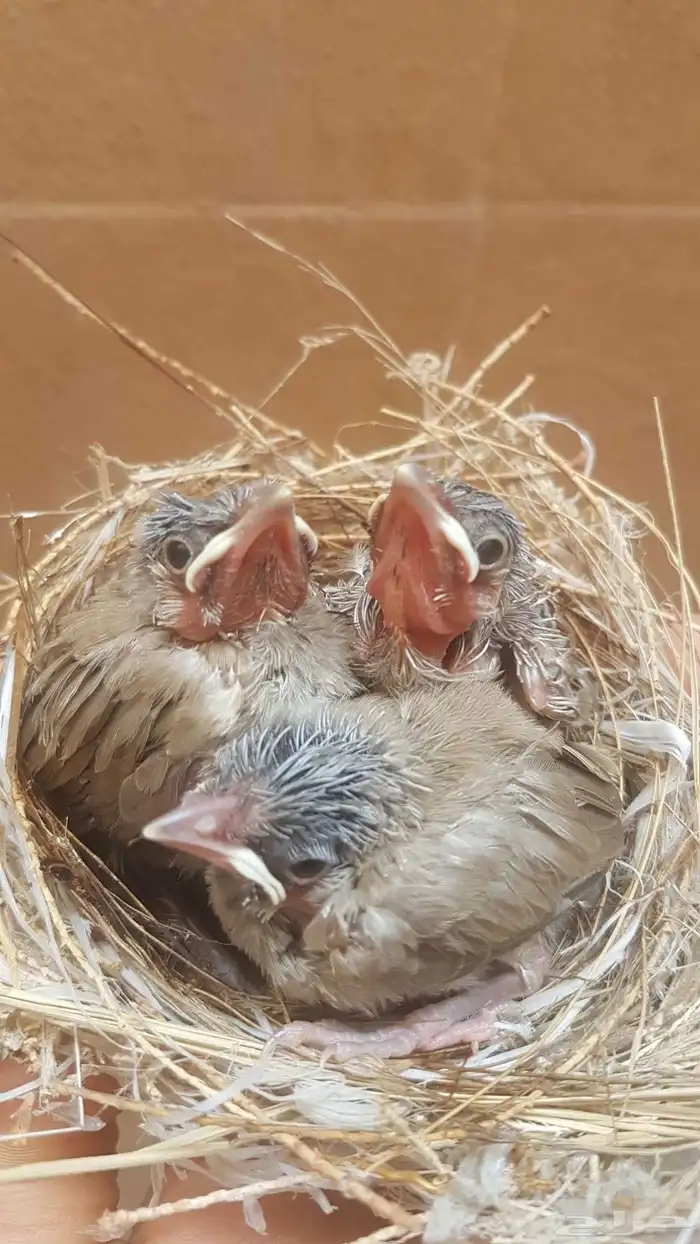 3 فروخ بلابل 0