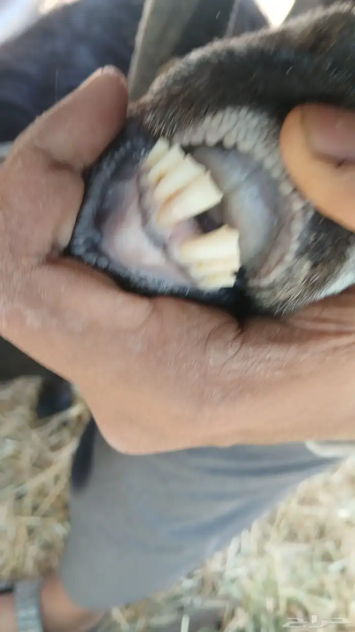 عنز للبيع 3