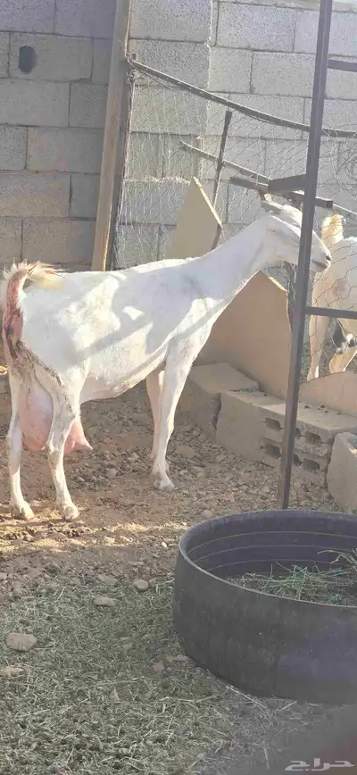 تيوس مشاريع هذي صورة الامهات العدد 5 الاب سانين بيور 0