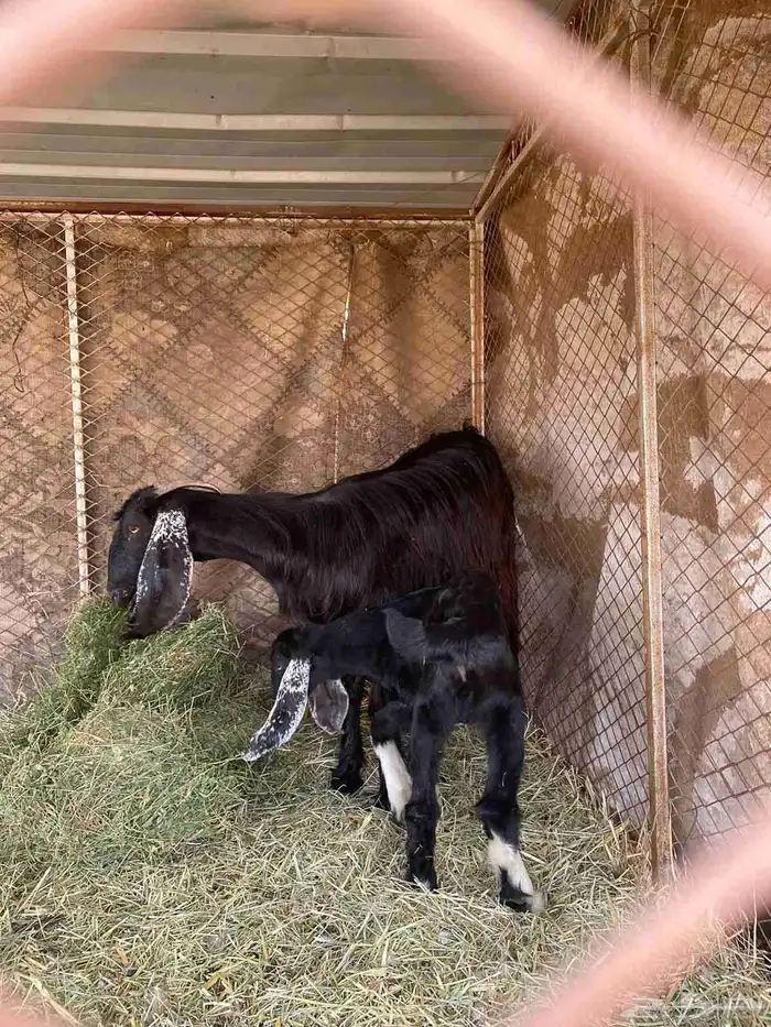 عنز ثنيه سليمه متعافيه تحتها تيس 0